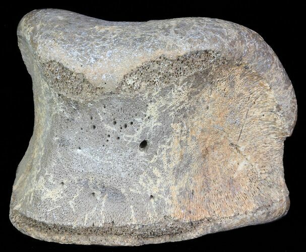Hadrosaur Toe Bone - Alberta (Disposition #-) #71652